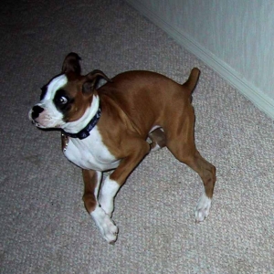 Buster flash wonder