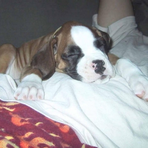 Comfy