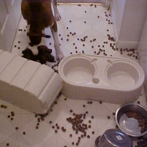 Maggie & Tasha's Mess