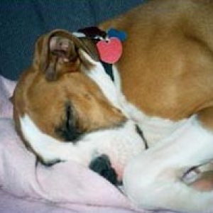 Sleeping Beauty...can't get under the blanket!