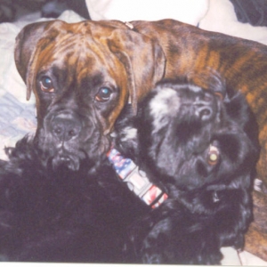 Bruno and Morgan