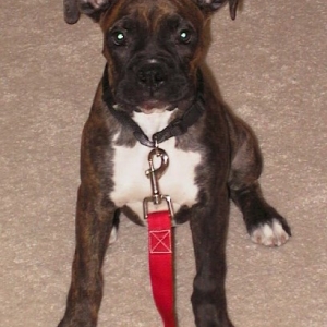 Duke at 14 weeks