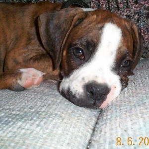 Baby Bodie