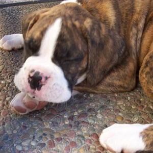 taking a nap at the breeders