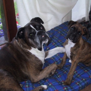 Bed Buddies