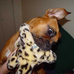 Liberty with her toy cat
