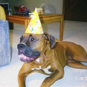 Bentley celebrating Jackson 1st birthday.