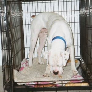 Finnegan
