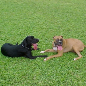 two tired puppies
