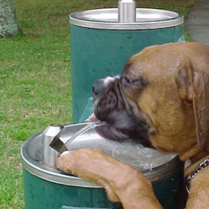thirsty boy