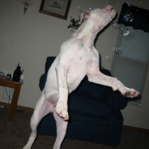 Harley chasing bubbles