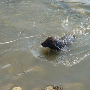 Tara's first swim