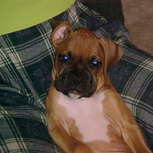 Baby Boy