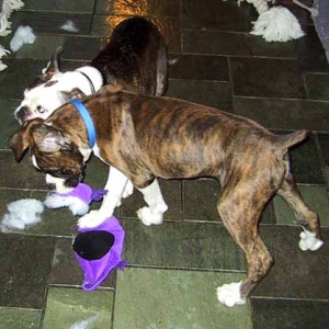 Buster's first "kill"