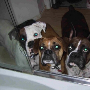 Ripley, Savannah and Jordan