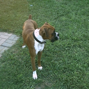 Im a good guard dog