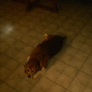 Dukes sister Tippy