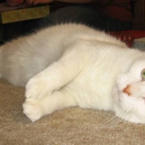 Kibbles
