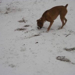 snow quest