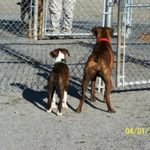 dog_park_1