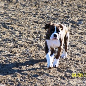 dog_park_2