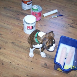 Daddies_helper