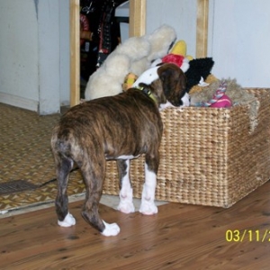 toy_box