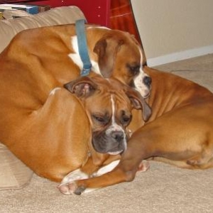 Sadie N Sam Snuggling