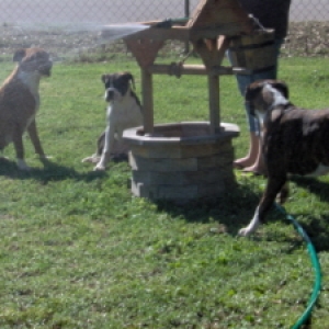 Angel Goldie and Sadie playing in the water