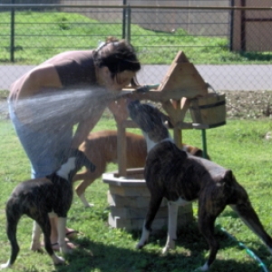 Sadie and Goldie enjoying the water