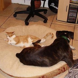 Kylie  2years with Archie new cat buddy.