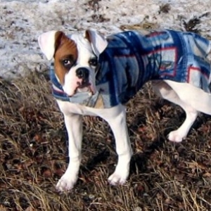 Terramoto out for a walk!