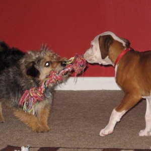 Tug of War!