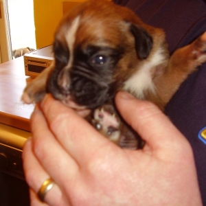 how cute - our new puppy