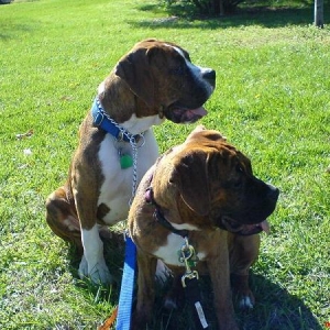 Pups at the park - 5 months old