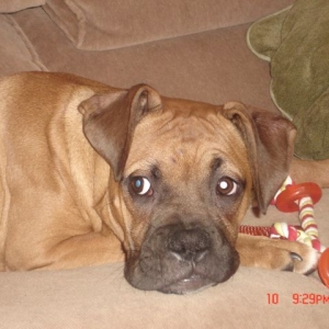 Mac resting after playing