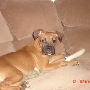 Mac chewing on what he is suppose to