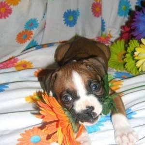 Flower Dog