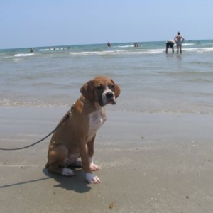 Rocco at the beach