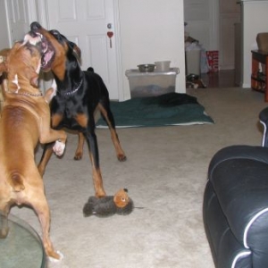 Rocco biting off a little more than he can chew with his buddy Zeus