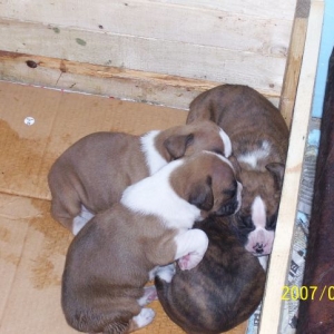 3 weeks old