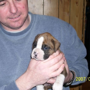 Diesel 3 weeks