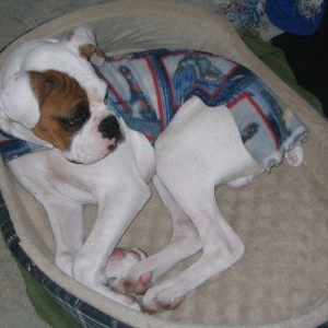 Moto enjoying his new bed