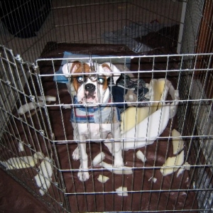 Moto with his destroyed bed. :(
