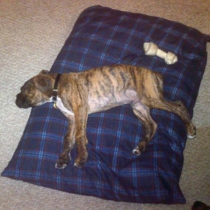 Aasha 12 weeks 2