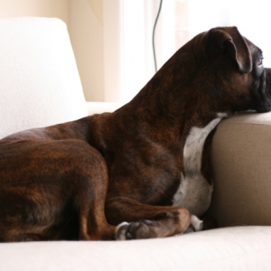 Gazing out the window