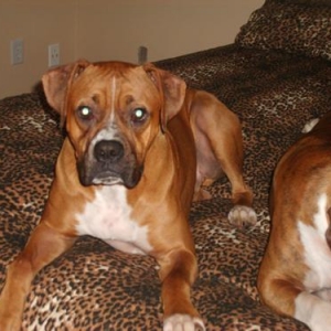 Dozer on his new bed sheets