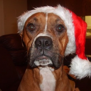 Dozer's Santa Paws picture