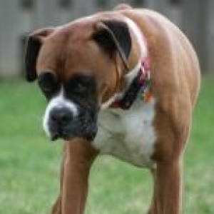 Joe_3-26-07Compressed