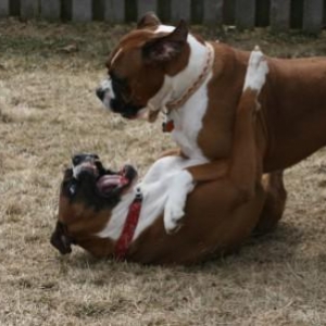 The Boys at Play